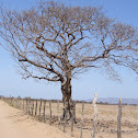 Pau d'arco; Ipê roxo