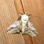 Nolidae