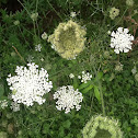 Queen Anne's Lace