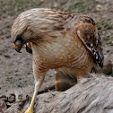 Red Shouldered Hawk