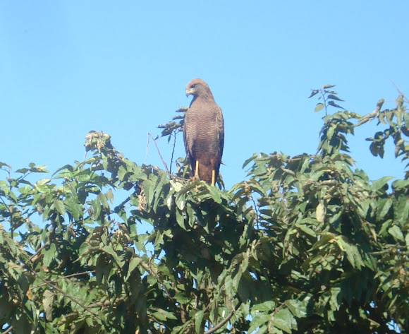 Spotting Image 1