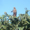 Savanna Hawk