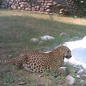 Leopard