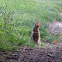 Eastern Cottontail Kit