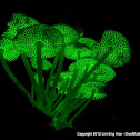 Luminous Fungi