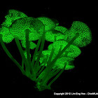 Luminous Fungi