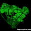 Luminous Fungi