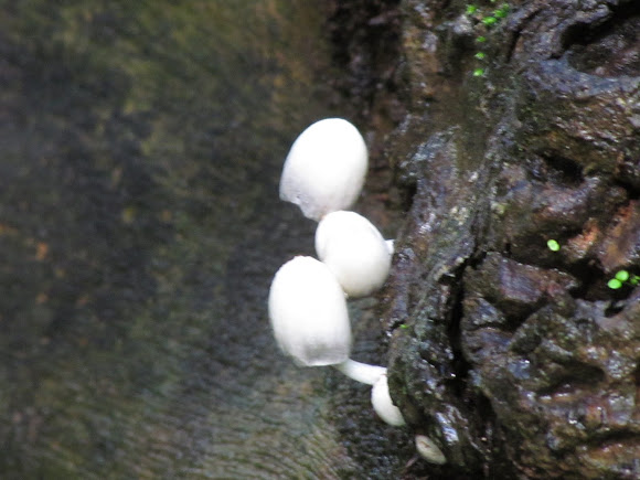 Spotting Image 1