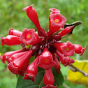 Cestrum