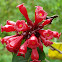 Cestrum