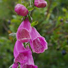 Digitale pourpre (Purple Foxglove)