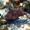 Hogfish