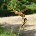 Dragonfly