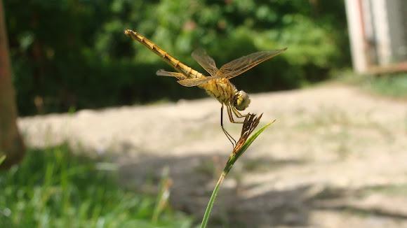 Spotting Image 1