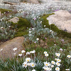 Alpine Daisy