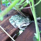 Barking tree frog