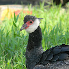 Chicagüire o Chavarrí (es)- Northern Screamer (en)