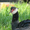 Chicagüire o Chavarrí (es)- Northern Screamer (en)