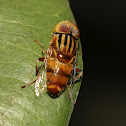 Spotted Eye Hoverfly