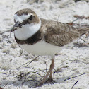 Wilson's Plover