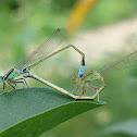 Eastern Forktail