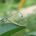 Eastern Forktail