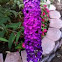 Butterfly Bush