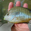 Redbreast Sunfish