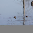 Blue-winged Teal Drakes