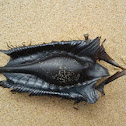 Ghost shark egg case