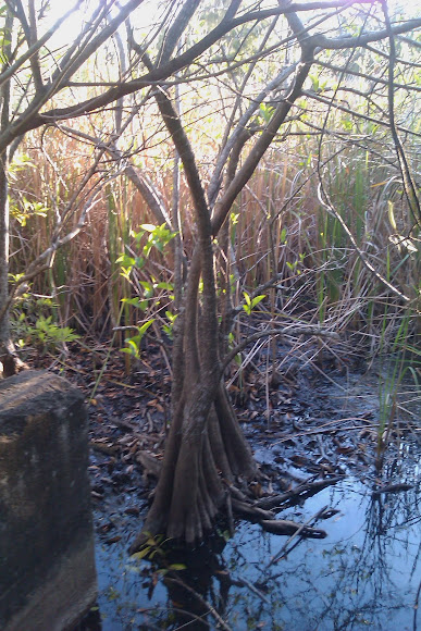 Spotting Image 1