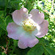 Sweet Briar Rose