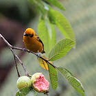 Golden Tanager