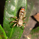 Jumping Spider