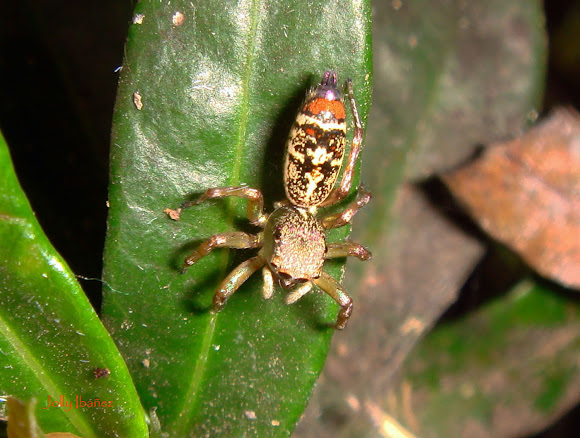 Spotting Image 1