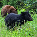 Black bear