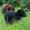 Black bear