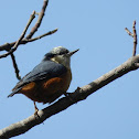 Chestnut-bellied Nuthatch