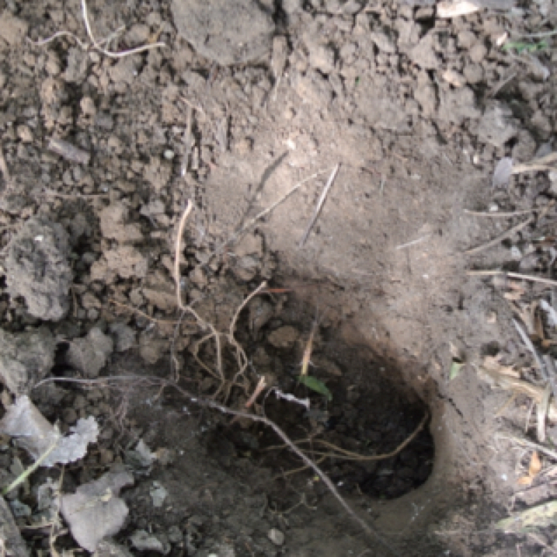 Armadillo Digging