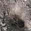 Armadillo Digging