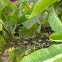 Crown Of Thorns