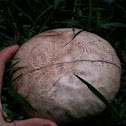 Giant puffball