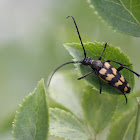 Longhorn beetle