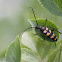 Longhorn beetle
