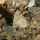 Common Zebra Blue