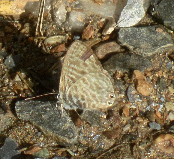 Spotting Image 1