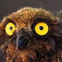 Western Screech Owl