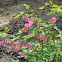 Bleeding Heart