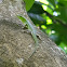 green tree skink
