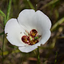 Catalina Mariposa Lily